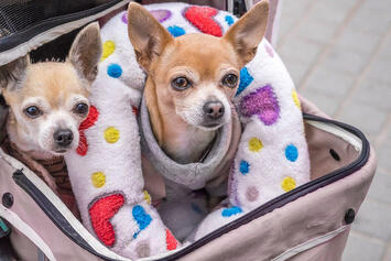 dogs-in-stroller.jpg