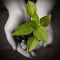 iStock_000005952276XSmall hands hold plant.jpg